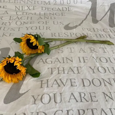 Erve Feenstra ロヘム